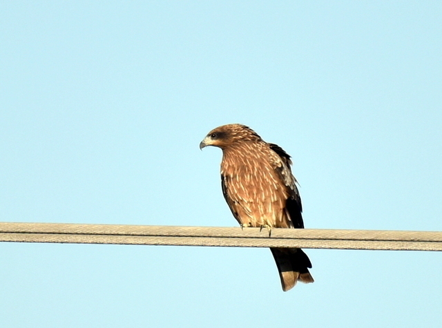 1-1-DSC_9068.JPG