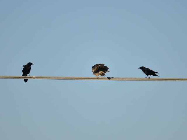 1-1-DSC_9076.JPG