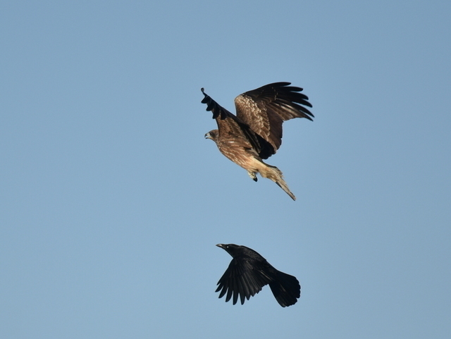 1-1-DSC_9084.JPG