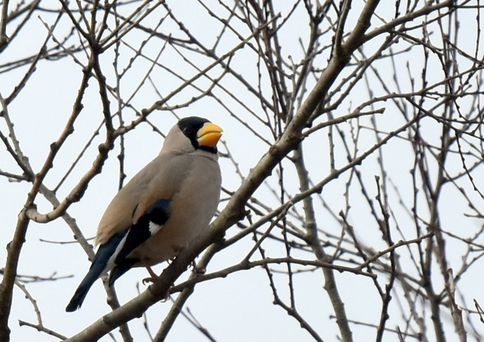 1-DSC_2371.JPG