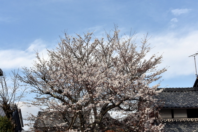 1-DSC_2737.JPG