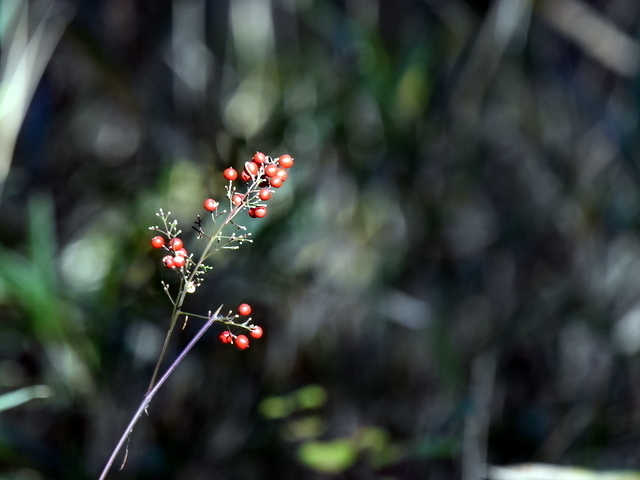 1-DSC_9918.JPG