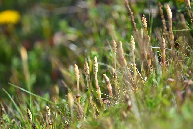 DSC_2138.jpg