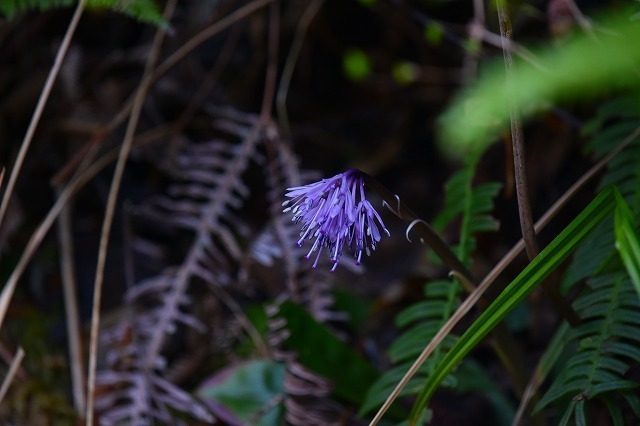 DSC_2361.jpg