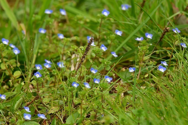 DSC_2450.jpg