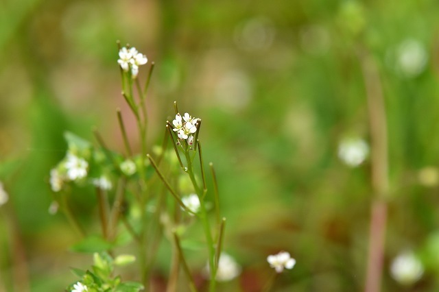 DSC_2453.jpg