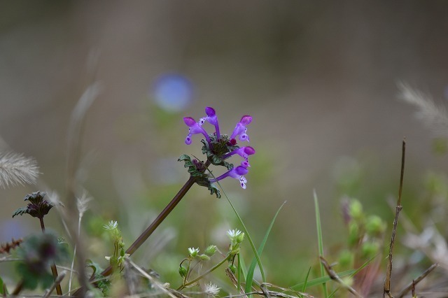 DSC_2475.jpg