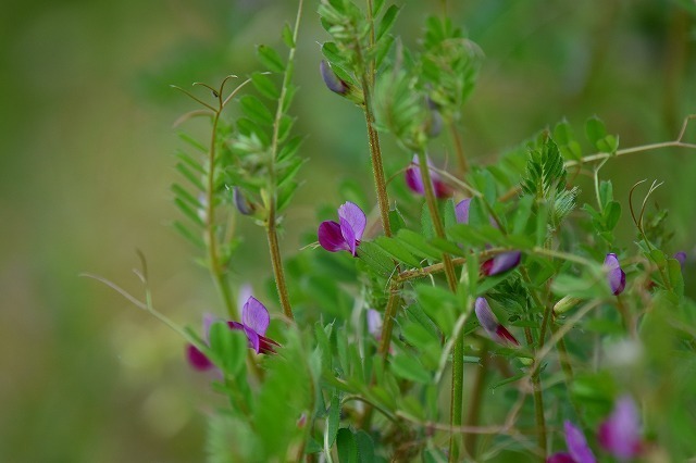 DSC_2480.jpg