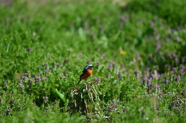 DSC_2730.jpg